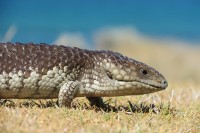 Tiliqua rugosa rugosa | Stumpy Tail Lizard, Ledge Point