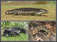 Tiliqua rugosa rugosa | Stumpy Tail Lizard, top and left site Ledge Point, right Yalgorup National Park