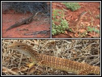 Varanus gouldii | Gould's Goanna, top left Paynes find, top right east of Karijini National Park, down Shark bay - baby.