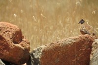 Geophaps plumifera | Spinifex Pigeons, south of Newman