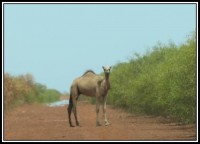 Wild camel