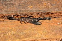 Urodacus sp. | Karijini National Park