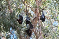 Black Flying Fox | Pteropus alecto in the trees, Karijini National Park