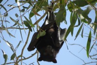 Black Flying Fox | Pteropus alecto in the trees, Karijini National Park