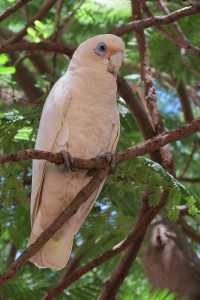 Cacatua sanguinea | Blue-eyed Cockatoo, Tom Price