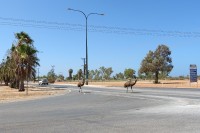 Emu on the street | Dromaius novaehollandiaein, in the midle of the Exmouth town