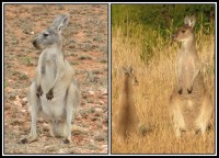 Macropus fuliginosus | Western Grey Kangaroos