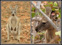 Macropus fuliginosus | Western Grey Kangaroos