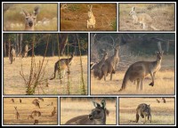 Herds of kangaroos | Western Grey and Red Kangaroos, Macropus fuliginosus and rufus (M. rufus - 3 pictures below and 2 pictures in the middle) (M. fuliginosus - 3 pictures above)