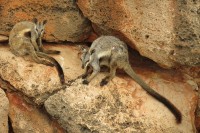 Wallaby cangaro, Petrogale lateralis | Black-footed Rock Wallaby, Yardie Creek, Cape Range National Park