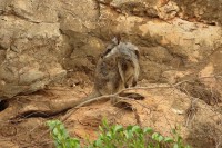 Wallaby cangaro, Petrogale lateralis | Black-footed Rock Wallaby, Yardie Creek, Cape Range National Park