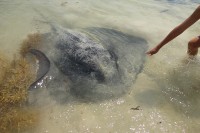 Stingrays | Vacuum cleaners of the ocean flor