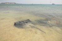 Stingrays | They sense electrical currents produced by their prey´s muscles and nerves