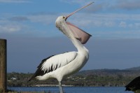 Australian pelican | Pelecanus conspicillatus, Yawning Pelican, Walpole