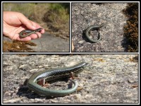 Ctenotus labillardieri | Scincidae, Porongurup Range