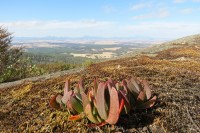 Porongurung national park | View to Stirling Range