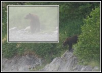 A bear in the fog | Rafting on Bystraya river, surprise in kemp