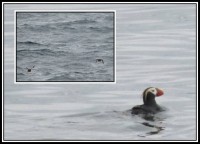 Tufted puffin | Fratercula cirrhata, Gulf of Avachinskii