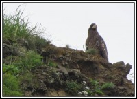 Steller's sea eagle | Haliaeetus pelagicus, Gulf of Avachinskii