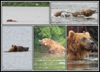Kamchatka brown bear | Observation bears on the Kurile Lake