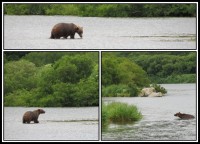 Kamchatka brown bear | Observation bears on the Kurile Lake