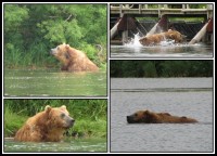 Kamchatka brown bear | Observation bears on the Kurile Lake