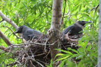 Nesting birds