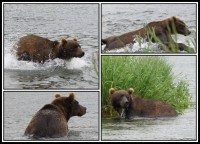 Kamchatka brown bear | Salamon is aproaching - bear is ready to jump ... JUMP!