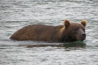 Kamchatka brown bear | Observation bears on the Kurile Lake