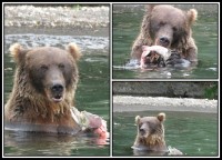 Kamchatka brown bear | Observation bears on the Kurile Lake