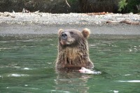 Kamchatka brown bear | Observation bears on the Kurile Lake