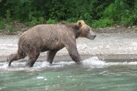 Kamchatka brown bear | Observation bears on the Kurile Lake