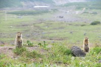 Kamchatka Marmot | Marmota kamtschatica (camtschatica), near Avachinski Volcano