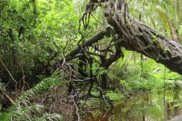 Forest on the way | Zimbabwe, Victoria falls