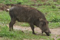 Common Warthog | Phacochoerus africanus, west of Chobe N.P.