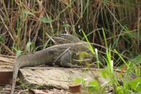 Nile Monitor | Varanus niloticus, Kwando River, Kasane