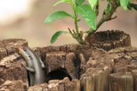 Skink | Trachylepis sp., Victoria falls area