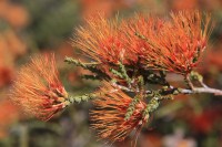 Wildflowers