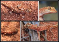 Lucasium squarrosum | Mottled Ground Gecko, Paynes Find, previously named as Diplodactylus squarrosus