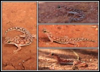 Rhynchoedura ornata | Western Beaked Gecko, left: Mimilya, right: top Paynes Find, in the midle and botom Karijini N.P.