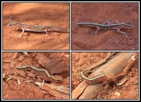 Diplodactylus pulcher | Fine-faced Gecko, botom and top right Sandstone, top left Karijini N.P.