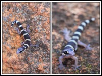 Oedura marmorata | Marbled Velvet Gecko, juvenile, near Daigaranga