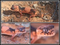 Nephrurus wheeleri wheeleri | Banded Knob-tail, Sandstone