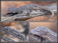 Strophurus strophurus | Western Spiny-tailed Gecko, top near Daigaranga, down boath near Billabong