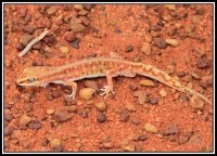 Lucasium stenodactylum | Pale-snouted Ground Gecko, Sandfire