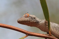 Strophurus ciliaris | Northern Spiny-tailed Gecko, Sandfire