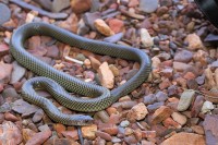 Pseudechis australis | Mulga Snake, Kalgan Pool