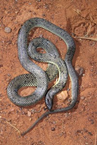 Pseudechis butleri | Pseudechis butleri,Spotted Mulga Snake,near Daigaranga