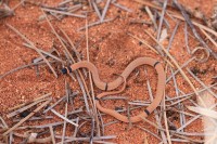 Pseudonaja modesta | Ringed Brown Snake, near Billabong