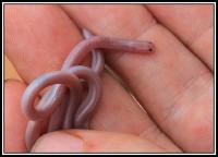 Ramphotyphlops ammodytes | Sand-diving blind snake, (Typhlopidae, Serpentes), east of Karijini National Park
